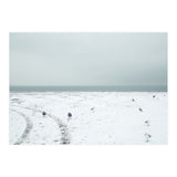 Seagulls in the winter snow beach (Print Only) thumbnail