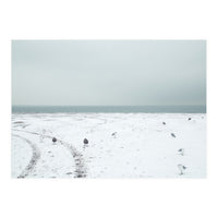 Seagulls in the winter snow beach (Print Only)