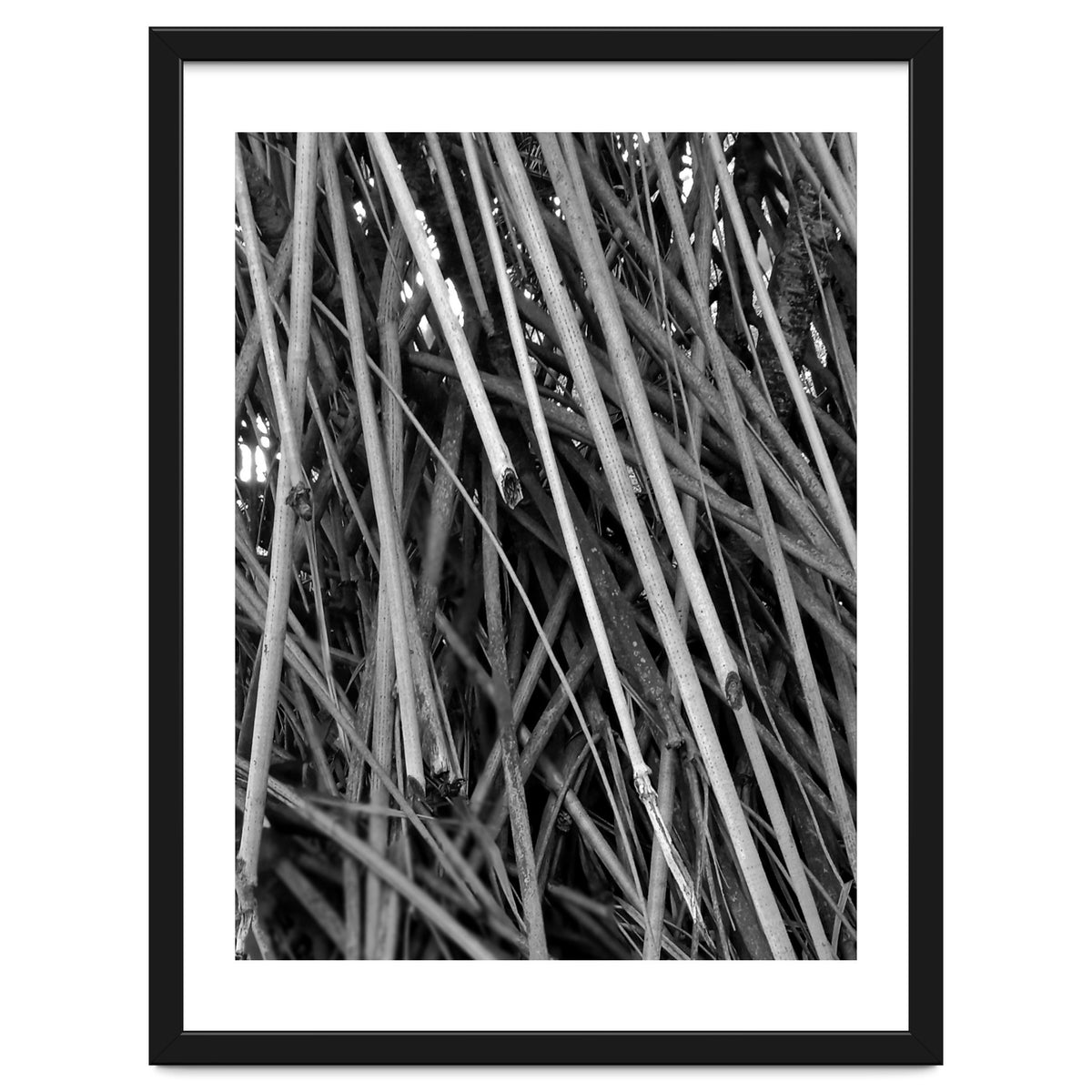 Black Tectorius Plant Shoots Art