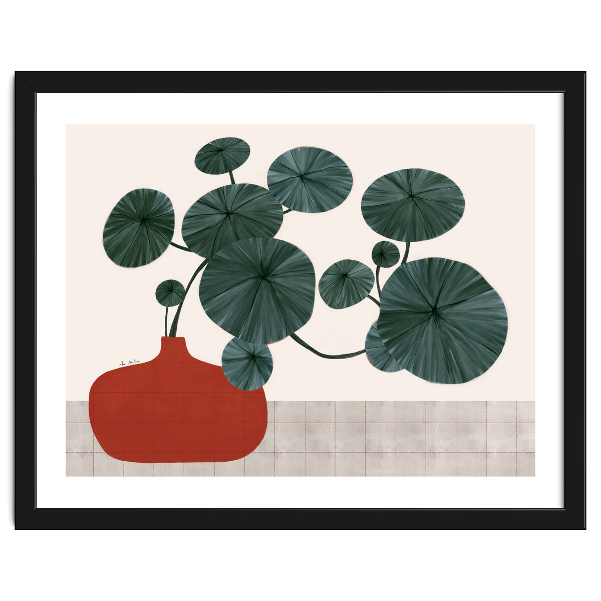 Stephonia Erecta plant