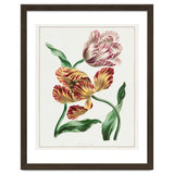 John Edwards – Various Tulips (1791) thumbnail