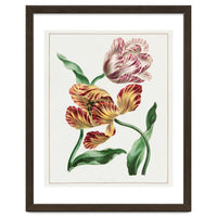 John Edwards – Various Tulips (1791)