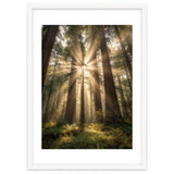 Ethereal Redwood Sanctuary: Sunbeams in the Ancient Forest thumbnail