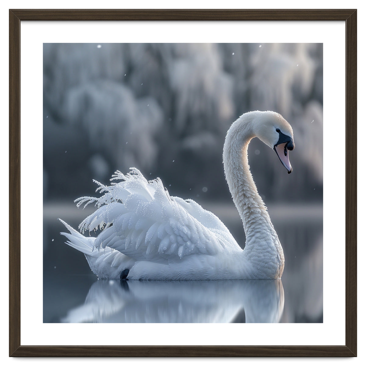 Majestic White Swan Gracefully Floating On Water