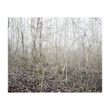 Lost in the birch forest (Print Only) thumbnail