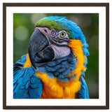 Close Up Blue And Yellow Macaw Parrot Face thumbnail