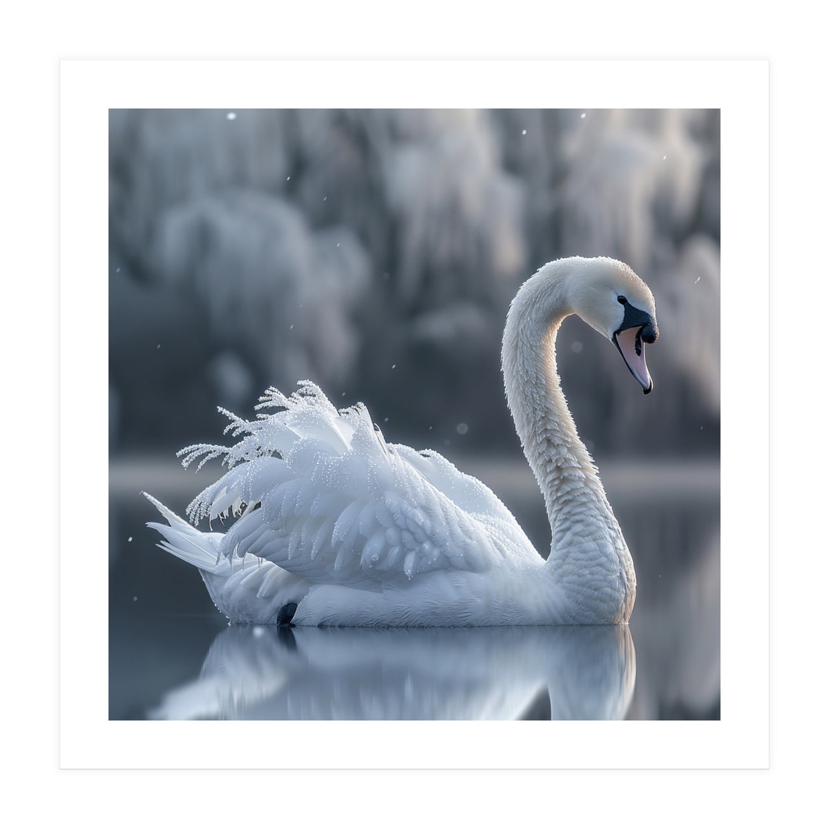 Majestic White Swan Gracefully Floating On Water (Print Only)