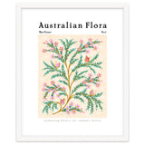 Australian Flora: Wax Flower thumbnail