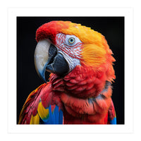 Scarlet Macaw Parrot Close Up Portrait Vivid Colors (Print Only)