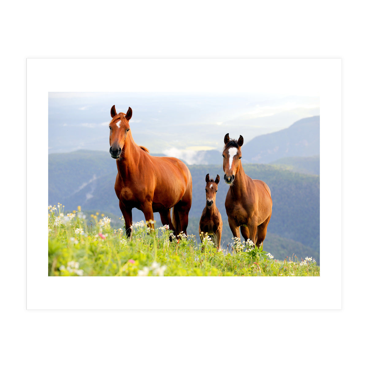 Three Horses (Print Only)