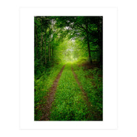Green Forest Trail (Print Only)