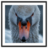Close Up Of A Swan's Face With Water Droplets thumbnail