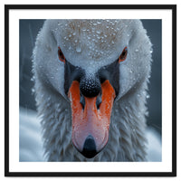 Close Up Of A Swan's Face With Water Droplets