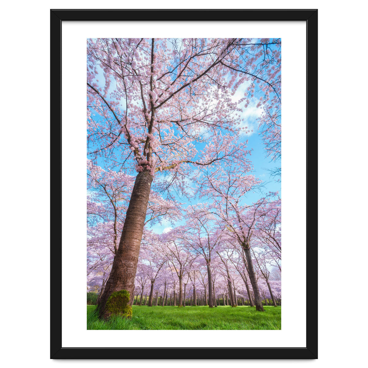 Spring in optima forma