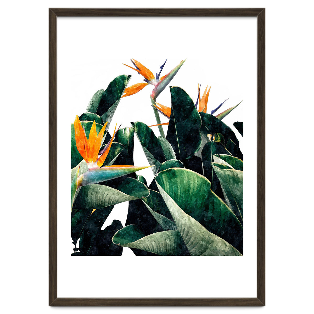 Paradise Bird, Nature Botanical Plant Floral, Tropical Garden Watercolor Painting