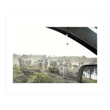 LIVING TOGETHER - WHITE COWS FAMILY (Print Only) thumbnail