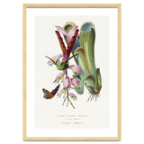 Paul Gervais – Hummingbird Painting (1842) thumbnail
