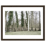 Sole white birch in the trees thumbnail