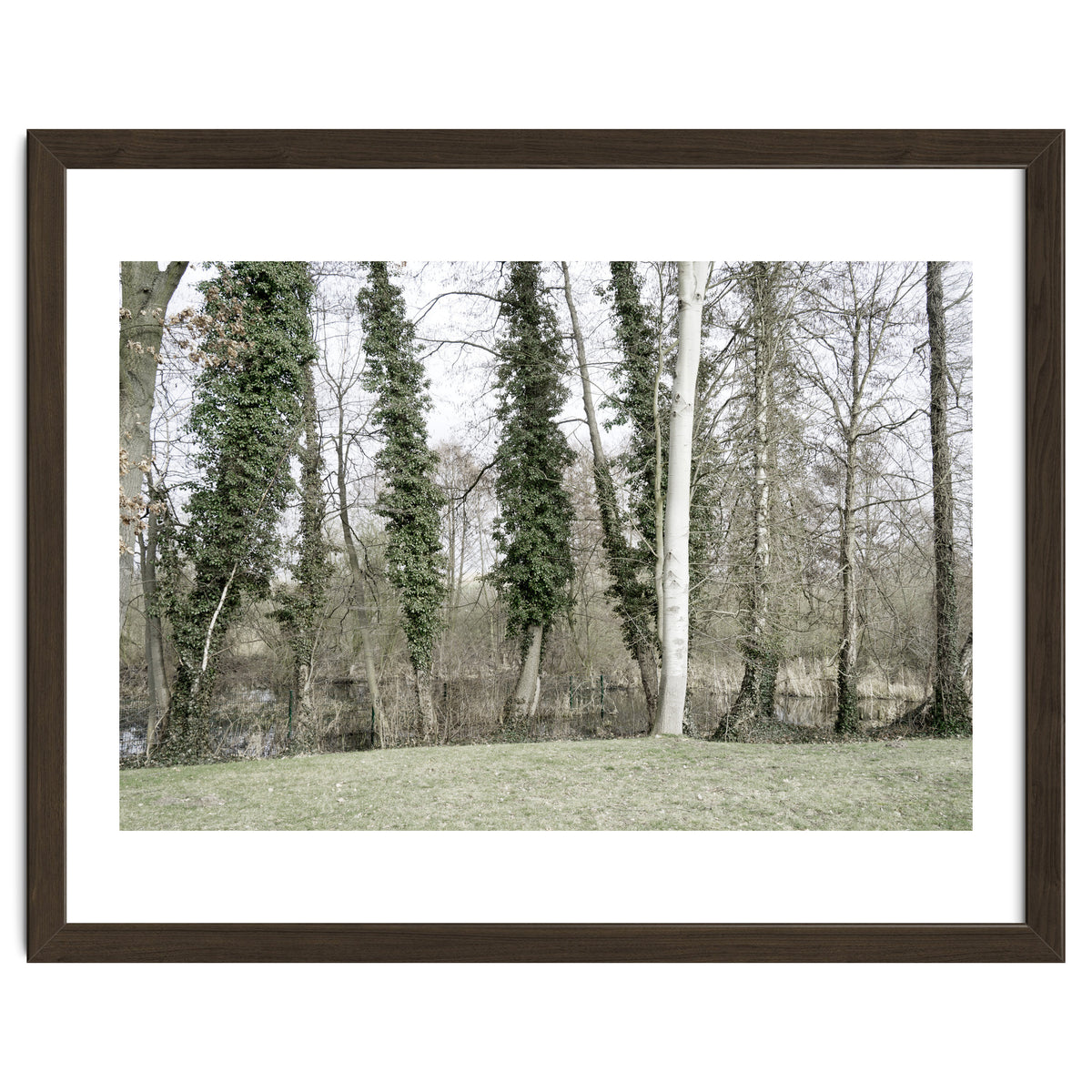 Sole white birch in the trees