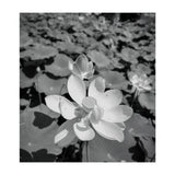 Hylas | Black & White (Print Only) thumbnail