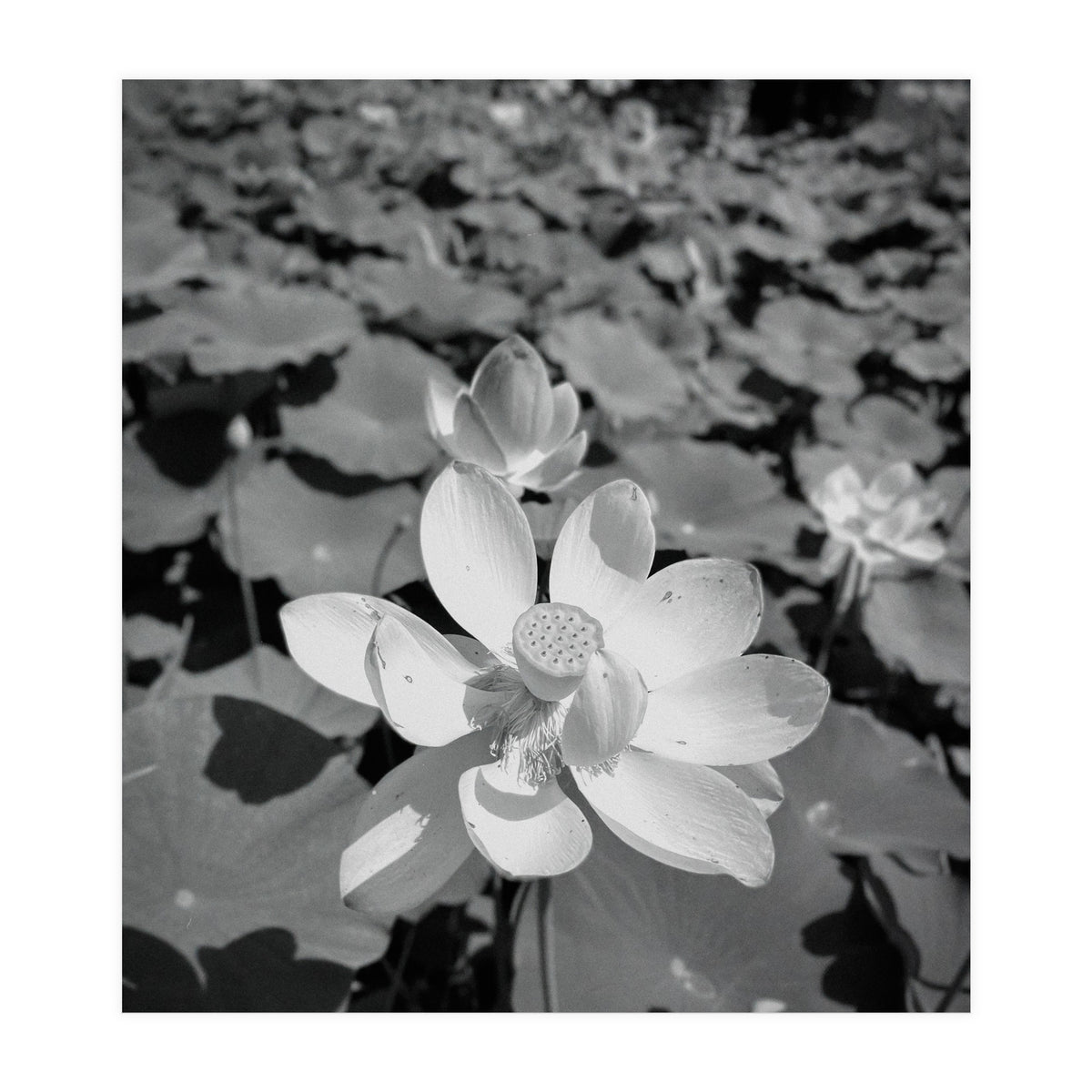 Hylas | Black & White (Print Only)