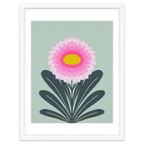Chrysanthemum - turquoise and pink thumbnail