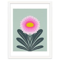 Chrysanthemum - turquoise and pink