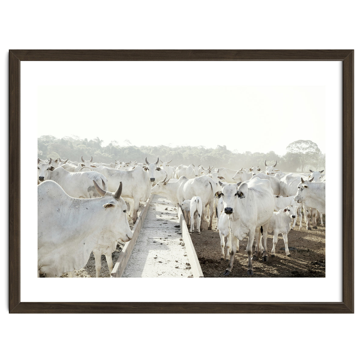 LIVING TOGETHER - WHITE COWS FAMILY