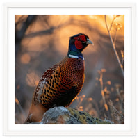 Pheasant Bird Standing On Rock Sunrise Light