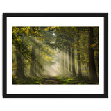 Sunrays in a Dutch forest thumbnail