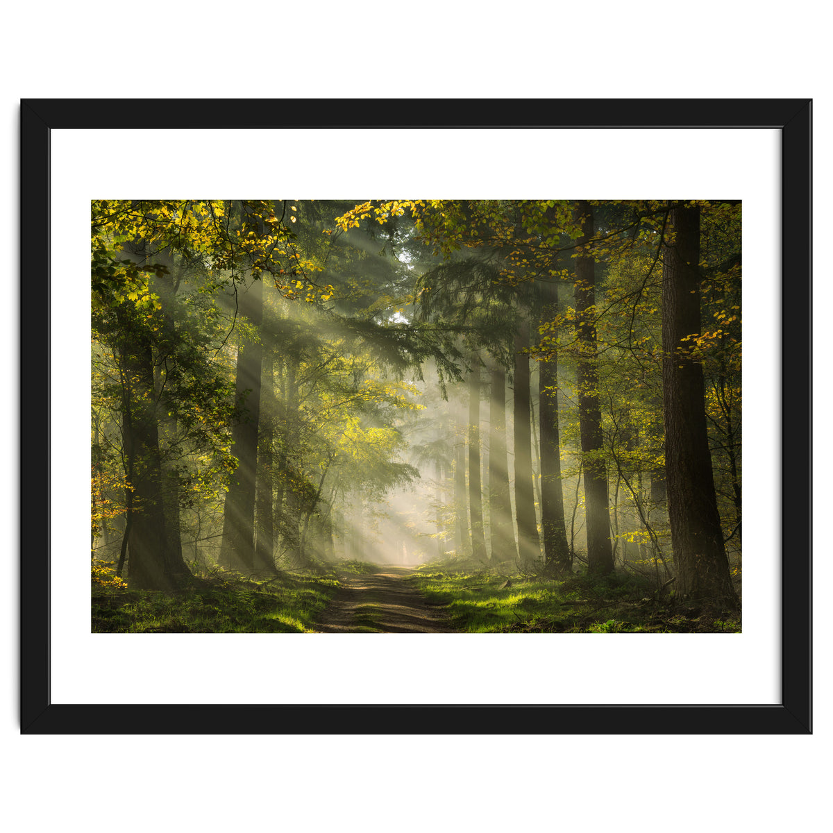 Sunrays in a Dutch forest