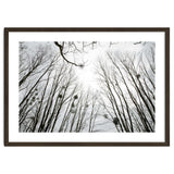 Bare trees in the winter sky thumbnail