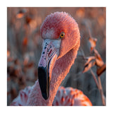 Close Up Of A Pink Flamingo Head In Sunlight (Print Only) thumbnail