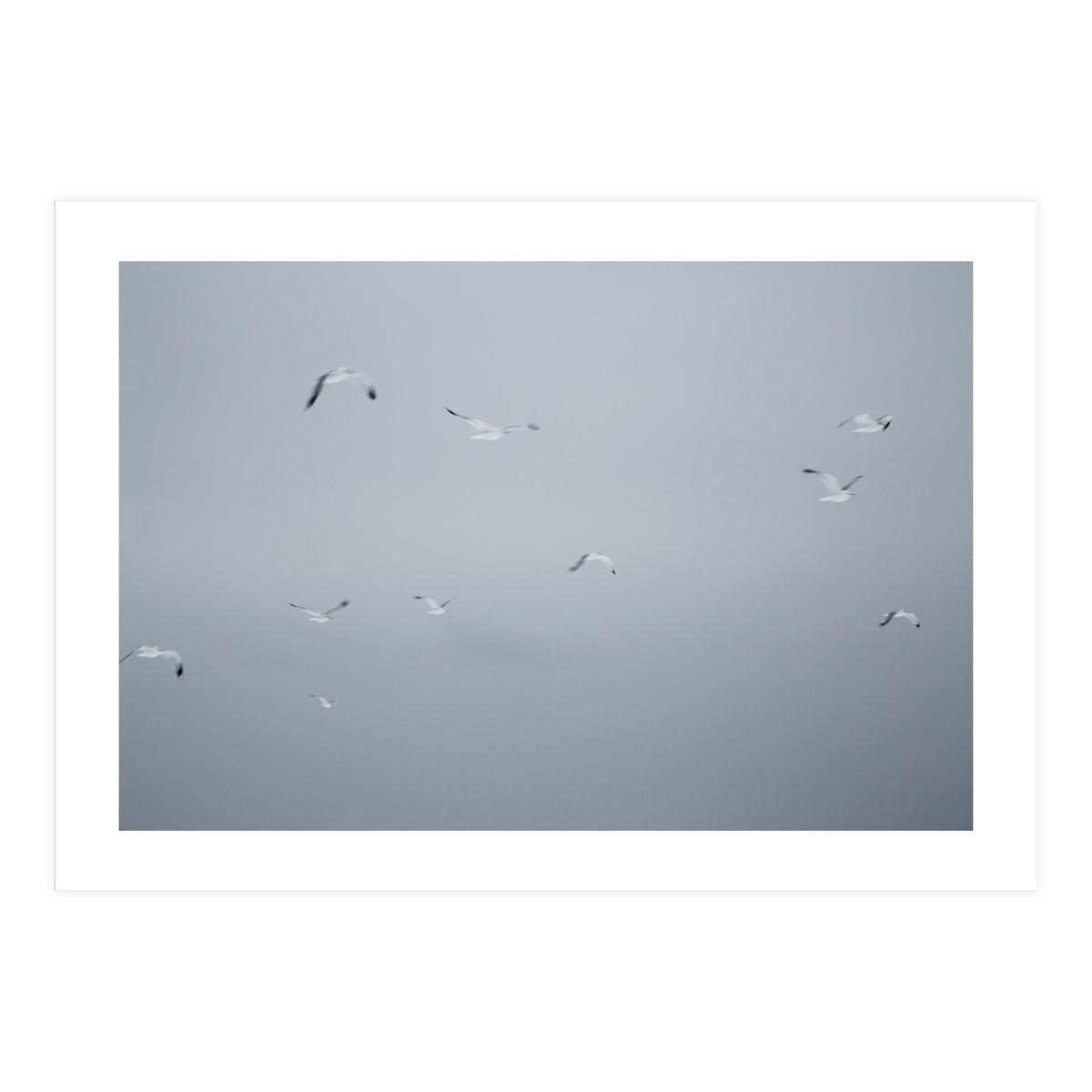 Flying seagulls in the winter sky (Print Only)