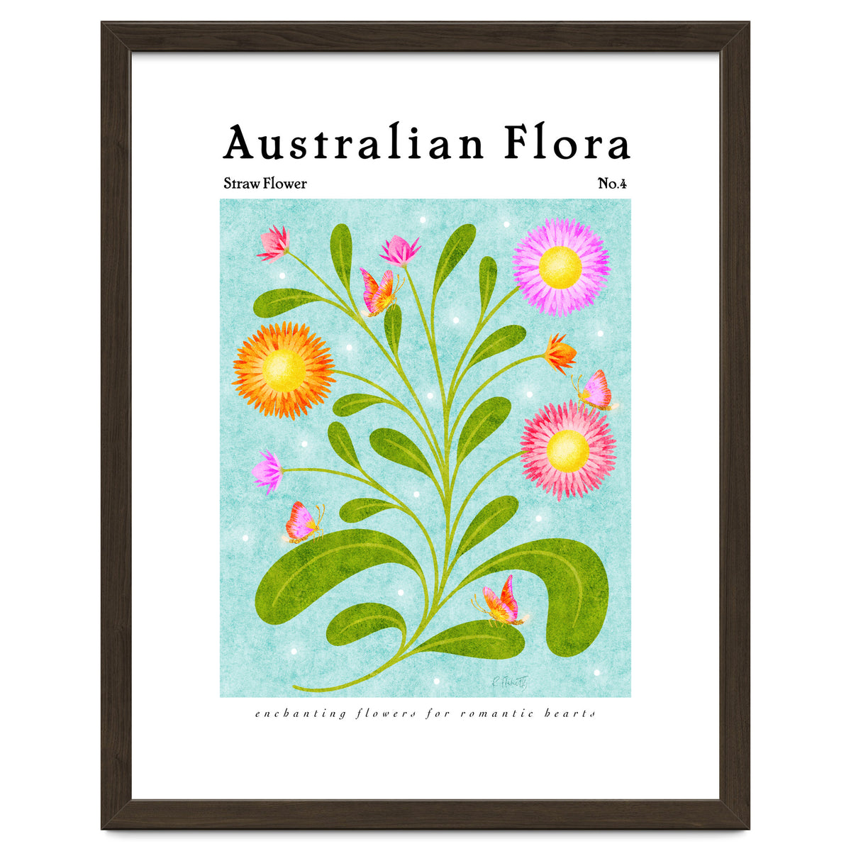 Australian Flora: Straw Flower
