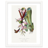 Paul Gervais – Hummingbird Painting (1842) thumbnail
