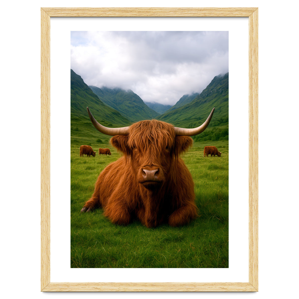 Highland Cow in Scotland