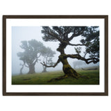 Forest queen thumbnail