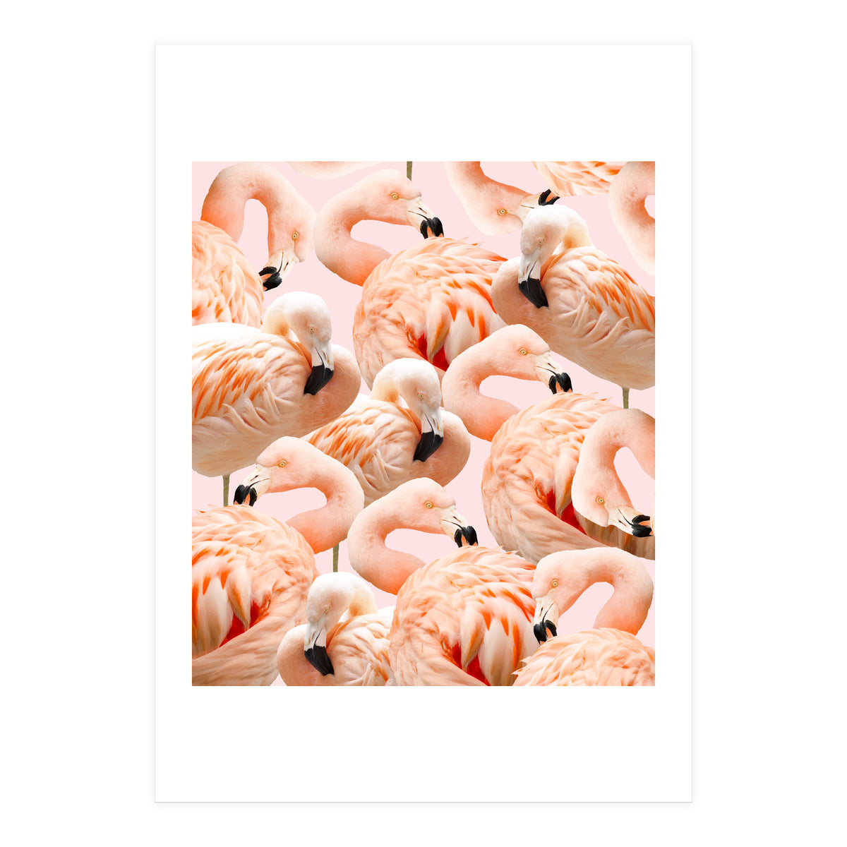 Flamingo Blush #society6 #decor #buyart #flamingoart (Print Only)