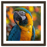Blue And Gold Macaw Parrot Close Up Portrait thumbnail