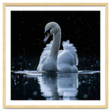 Majestic Swan Swimming In Dark Water thumbnail