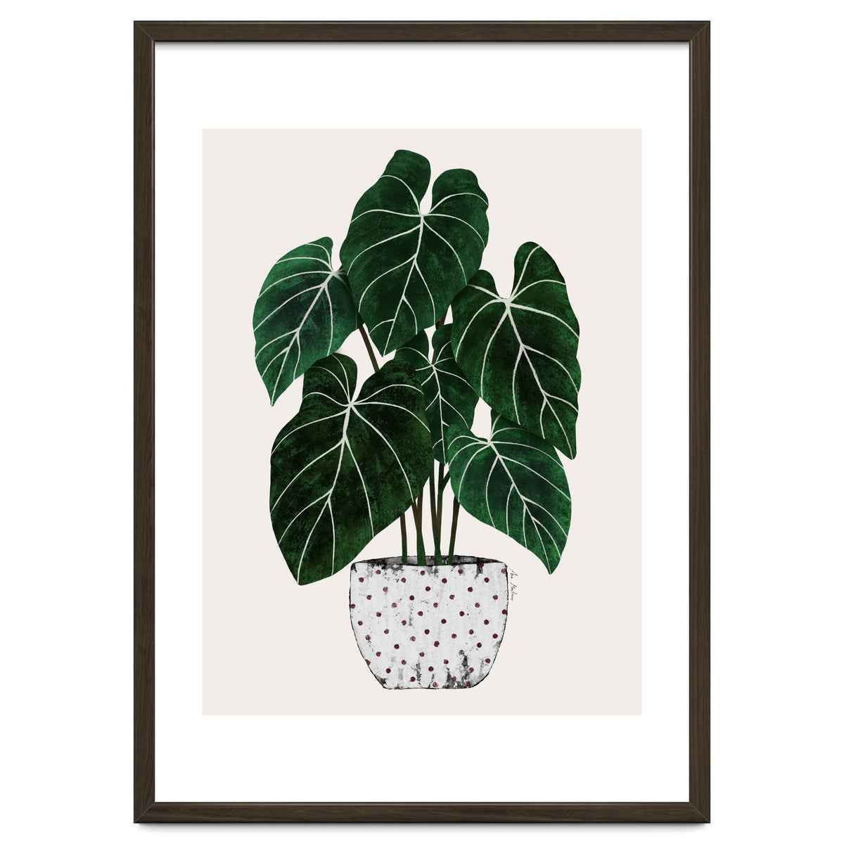 Philodendron Plant