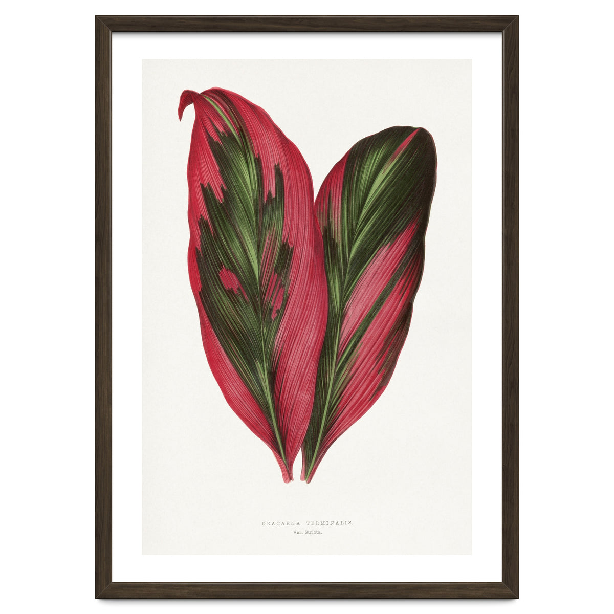 Alexander Francis Lydon & Benjamin Fawsett – Pink Dracaena Terminalis Leaf (1865)