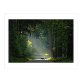 Wolf in the Netherlands (Print Only) thumbnail