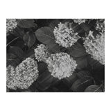Hydrangeas | Black & White Landscape (Print Only) thumbnail