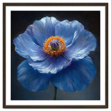 Meconopsis | Sapphire Serenade thumbnail