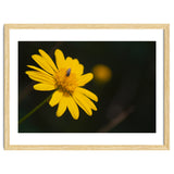 SUNFLOWER. thumbnail