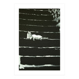 Cat On Stairs (Print Only) thumbnail