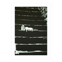 Cat On Stairs (Print Only)