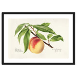 Royal Charles Steadman – Peach Twig (Prunus persica) (1918) thumbnail